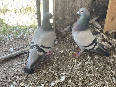 Homing Pigeons Blue Bar - Breeding Pair and two squeakers