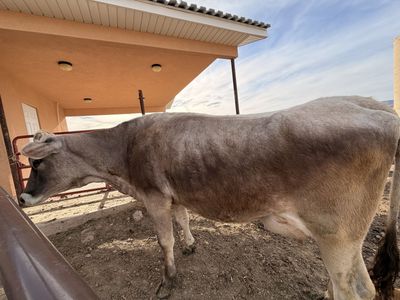 Brown Swiss Cow