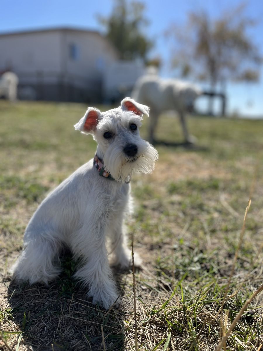 Embark health tested female Mini Schnauzer