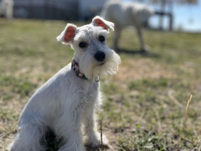 Embark health tested female Mini Schnauzer