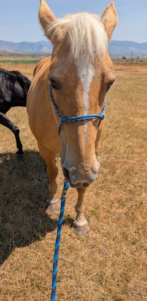 Palomino Horse