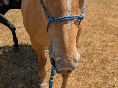 Palomino Horse