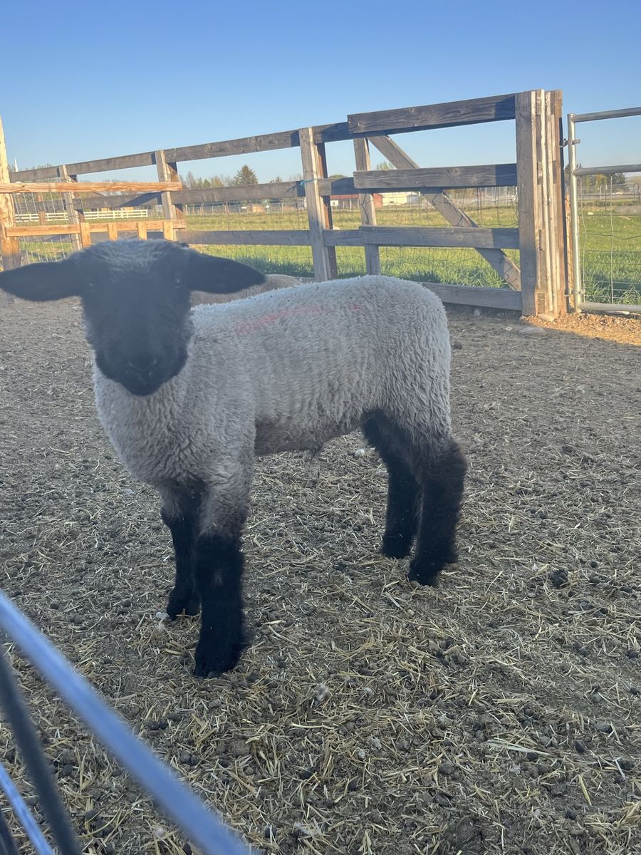 Show Lambs