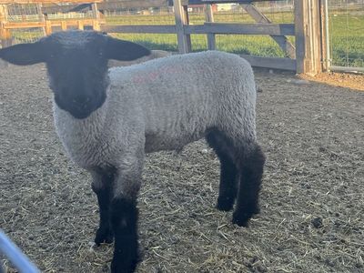 Show Lambs