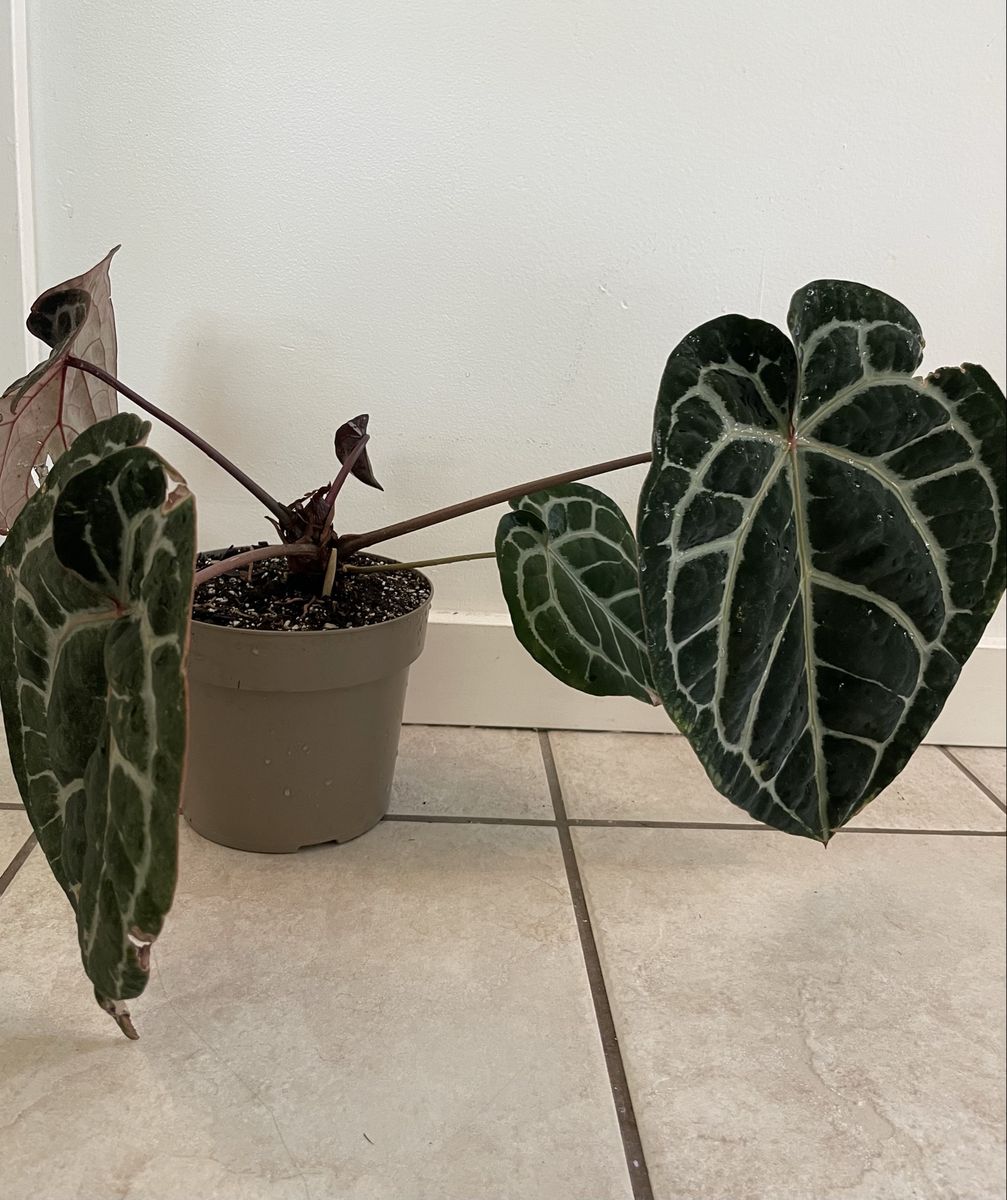 Anthurium Doc Bloc Michelle