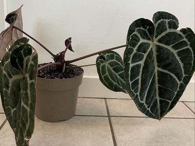 Anthurium Doc Bloc Michelle