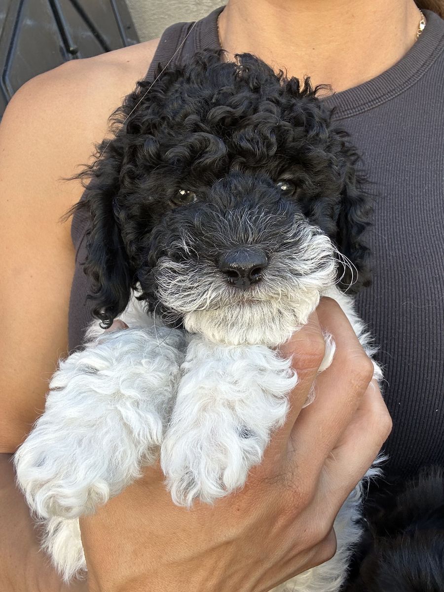 F1B Mini Cockapoo Puppies, Ready to Go! | Vaccinated, Microchipped & Dewormed