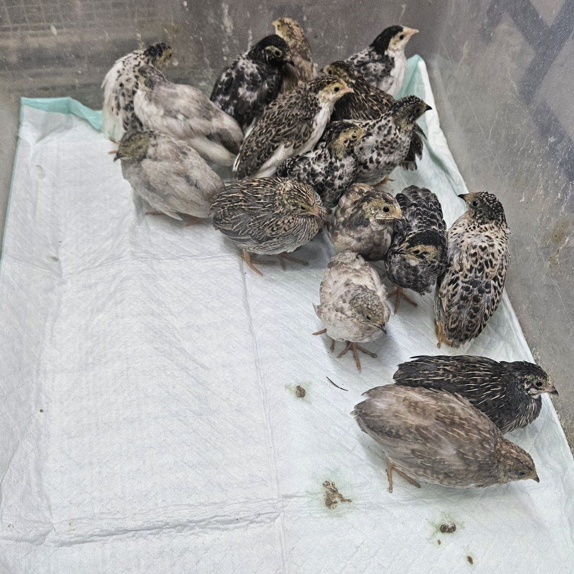 button quail