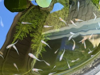 Pearl and Kohaku Japanese Ricefish /Medaka