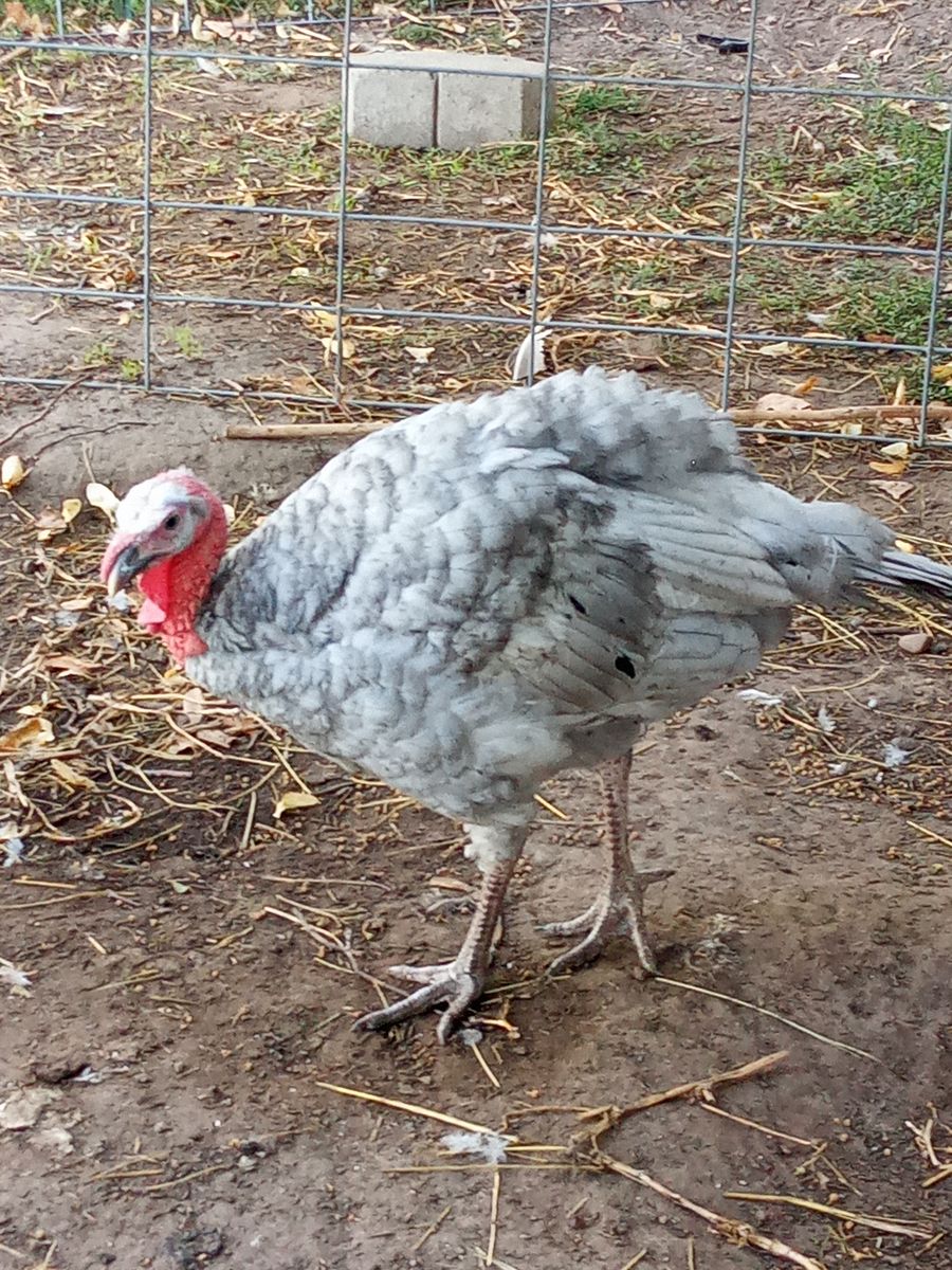 Blue Slate Heritage Tom Turkey