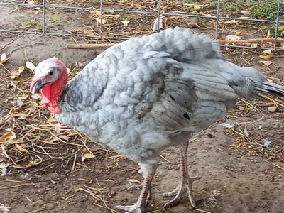 Blue Slate Heritage Tom Turkey