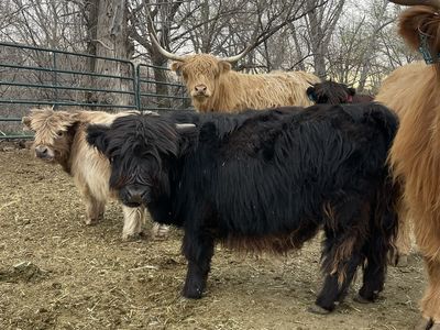 Mini Scottish highland bull calf
