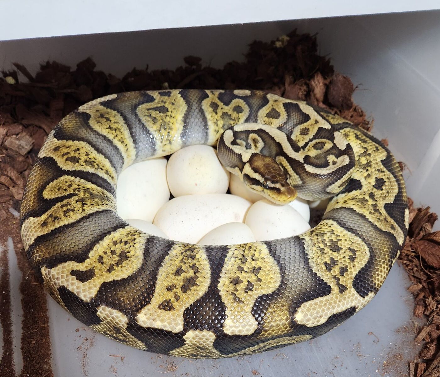 GHI Pastel proven breeder
