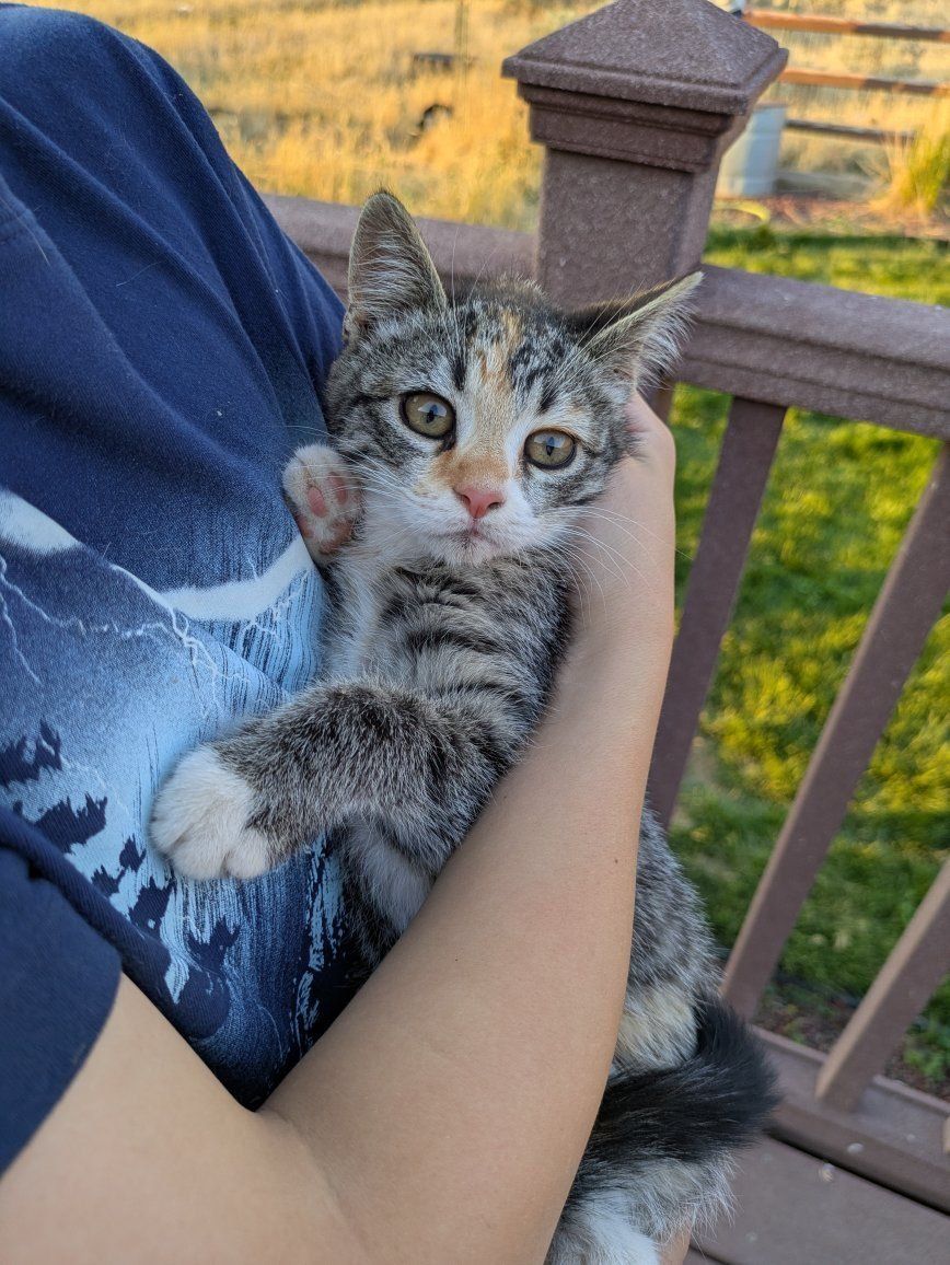 Calico and Tabby Kittens