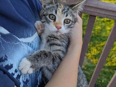 Calico and Tabby Kittens