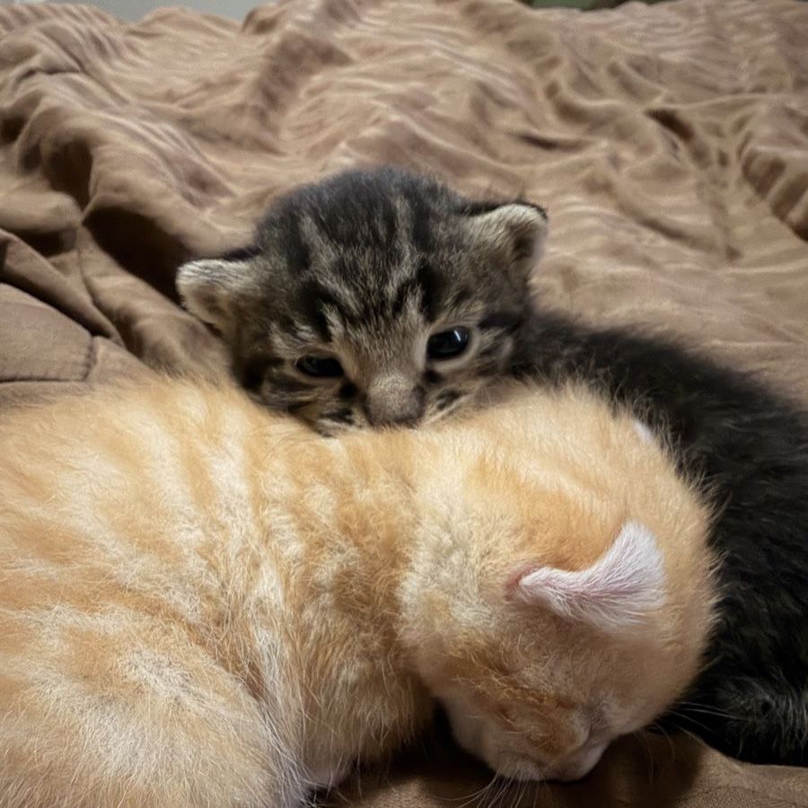 Bengal Kittens With Elf Ears
