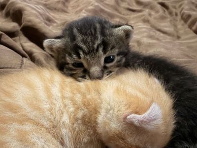 Bengal Kittens With Elf Ears