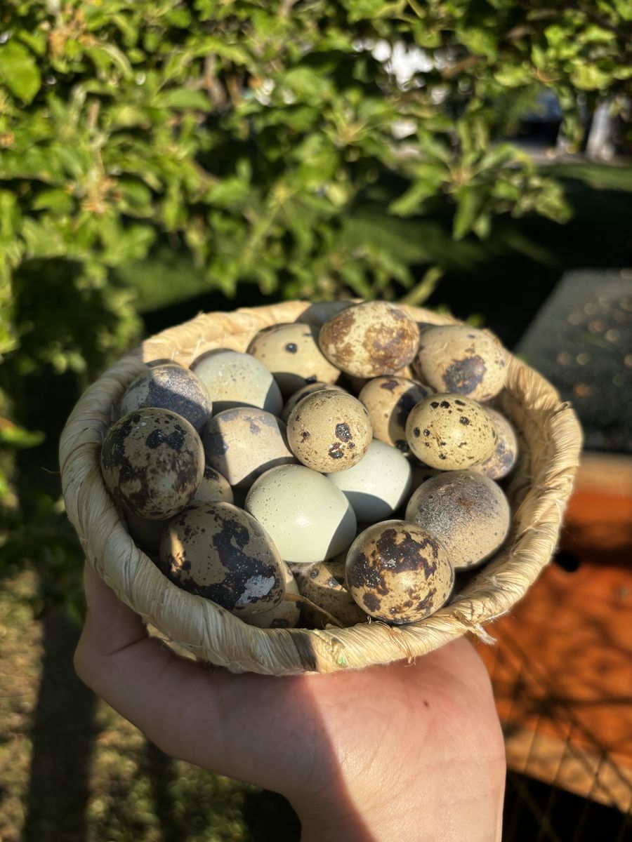 Quail Eggs!! fertile 