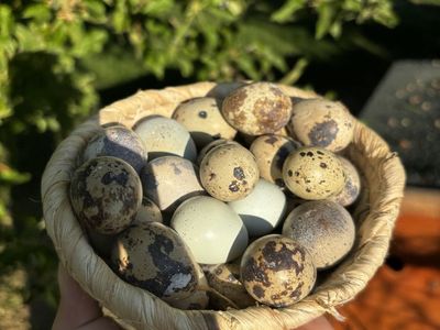 Quail Eggs!! fertile