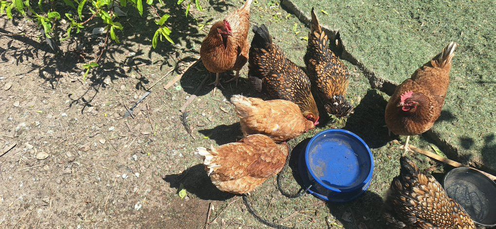 3 Laying Red Sex Link Hens