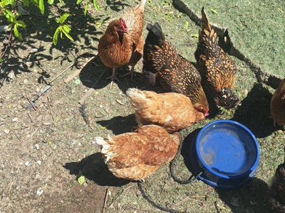 3 Laying Red Sex Link Hens