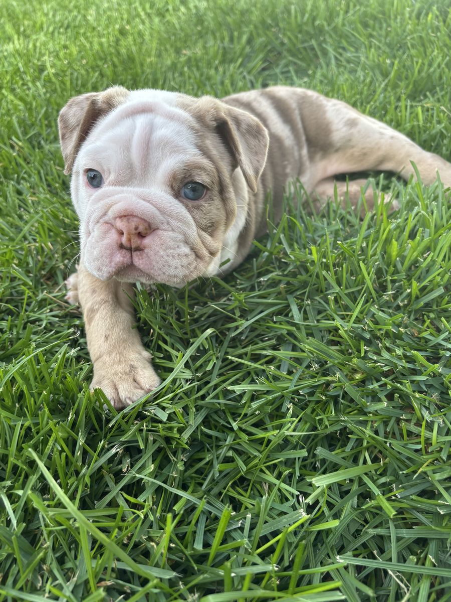 AKC English Bulldog