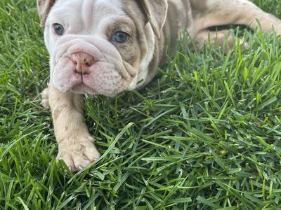 AKC English Bulldog