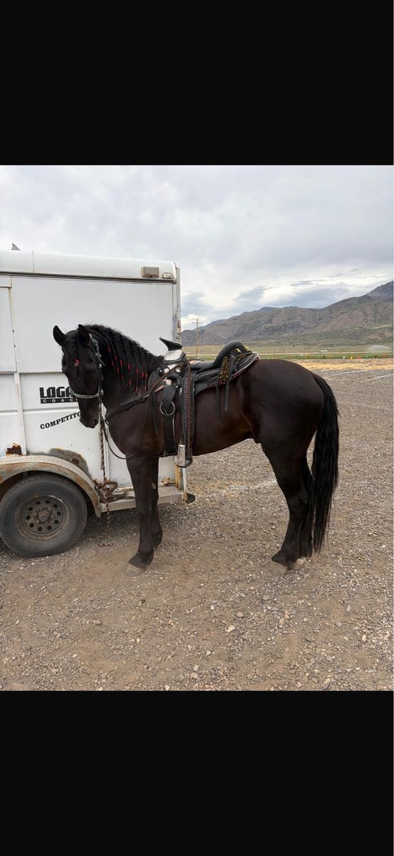 Beautiful Black Horse for Sale - Well-Trained and Ready for a New Home