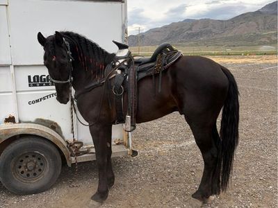 Beautiful Black Horse for Sale - Well-Trained and Ready for a New Home