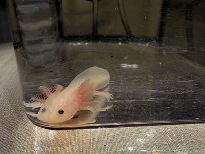 Axolotl