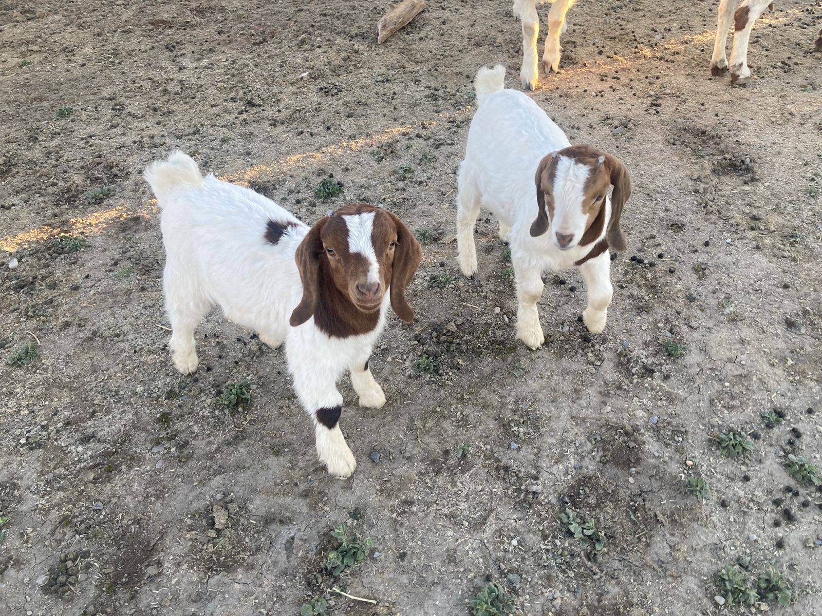 Boer Baby Goats - 8 weeks old