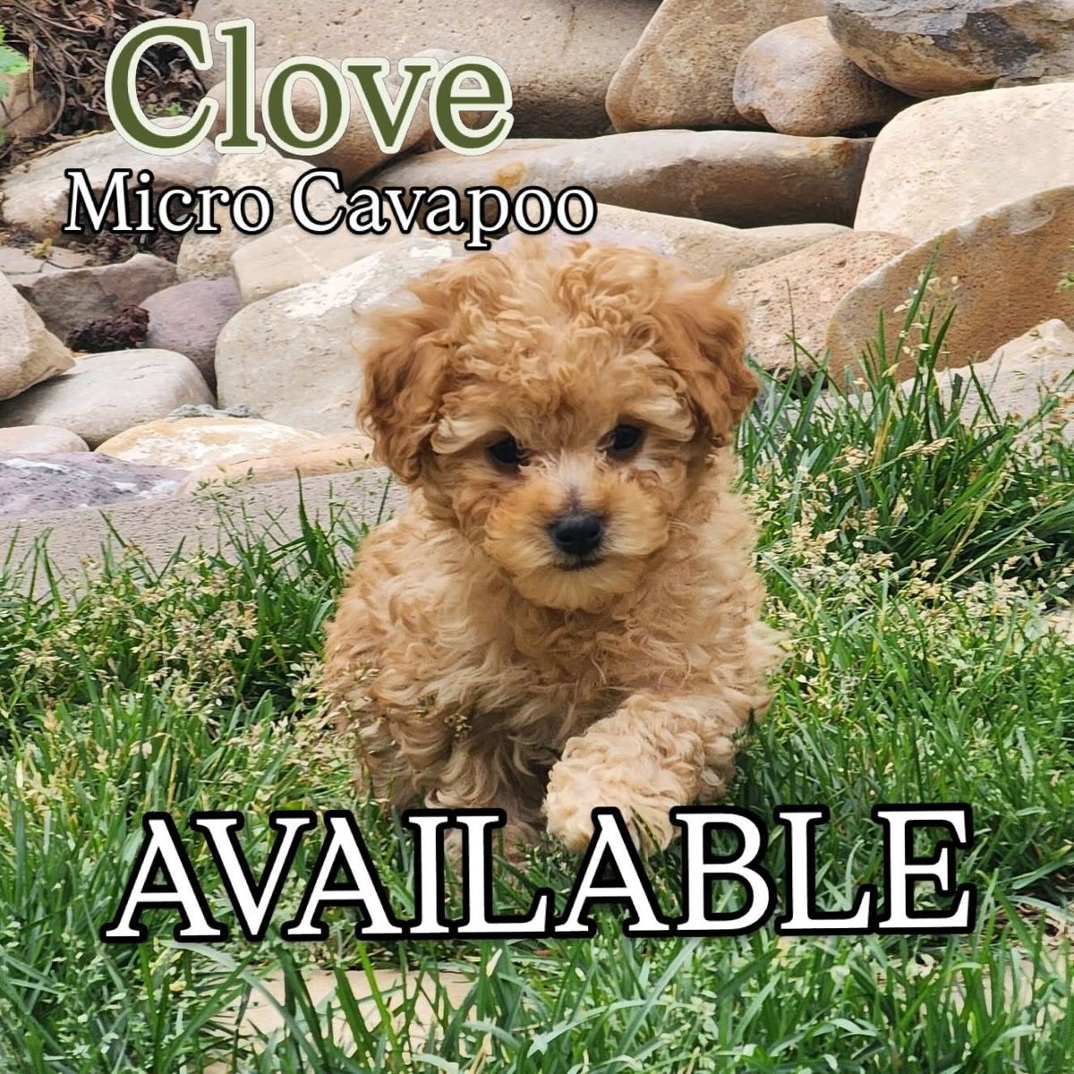 Adorable Micro Cavapoo Puppies - Ready for Their Forever Homes!