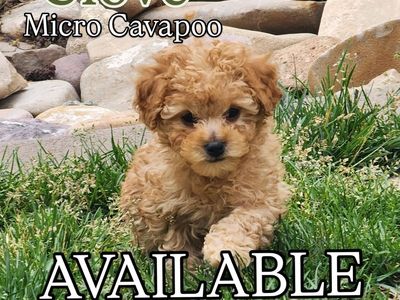 Adorable Micro Cavapoo Puppies - Ready for Their Forever Homes!