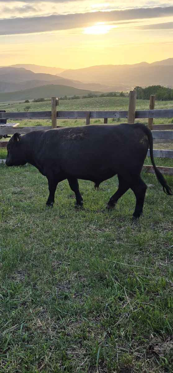 Angus cryptorchid stag