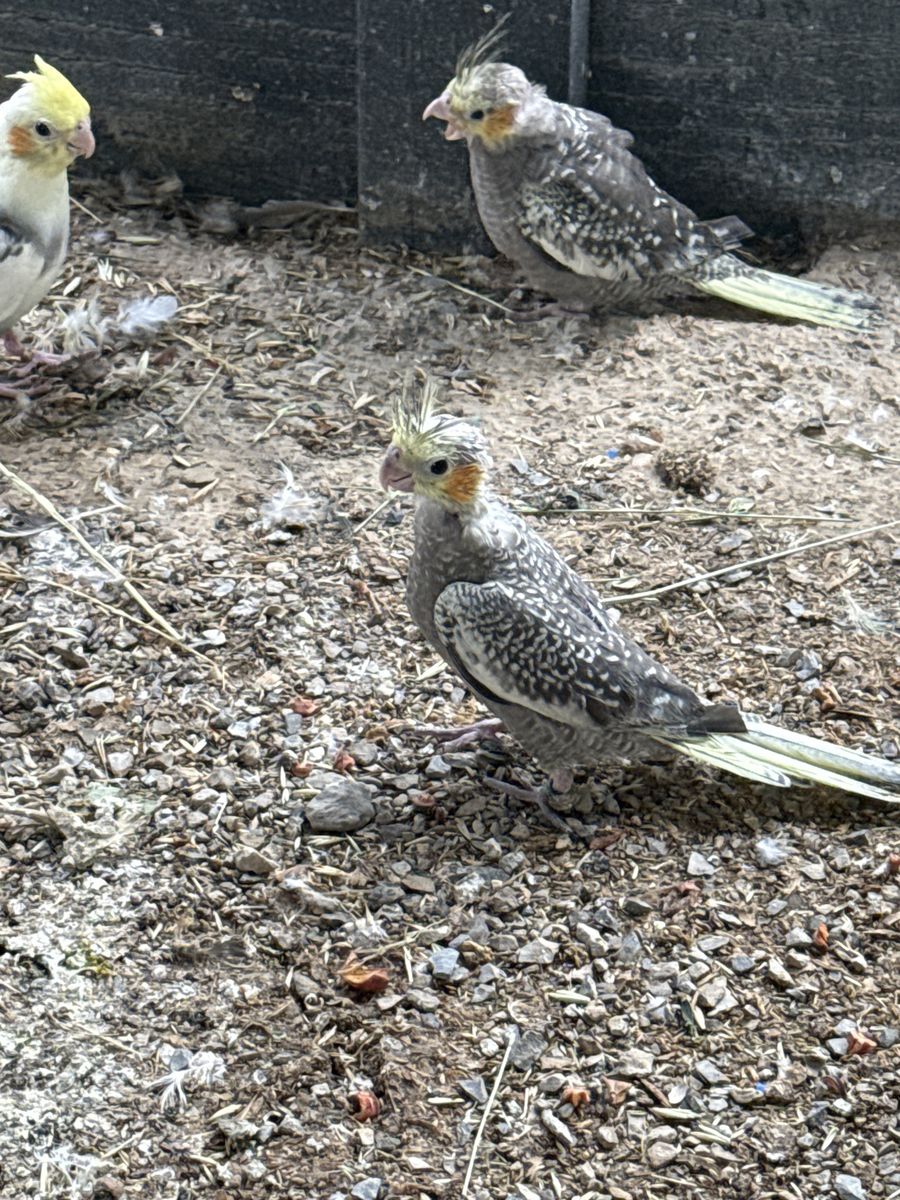 Cockatiel