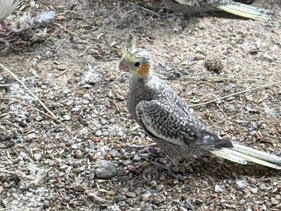 Cockatiel