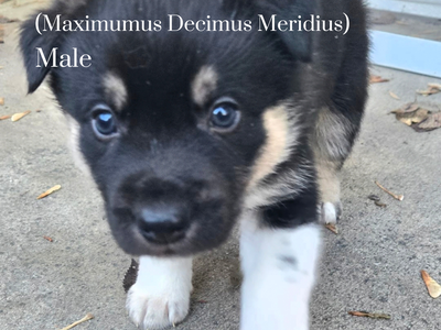 Husky Mix Puppies For Sale!
