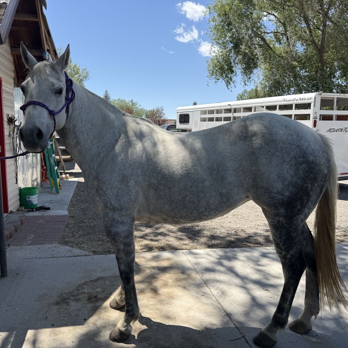 10yr Registered Grey Quarter Horse Mare-16 hands,Ranch, 4h, Roping & Trail Ready. This mare is as good as they come!!!
