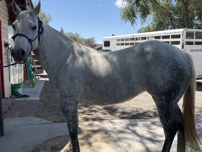 10yr Registered Grey Quarter Horse Mare-16 hands,Ranch, 4h, Roping & Trail Ready. This mare is as good as they come!!!