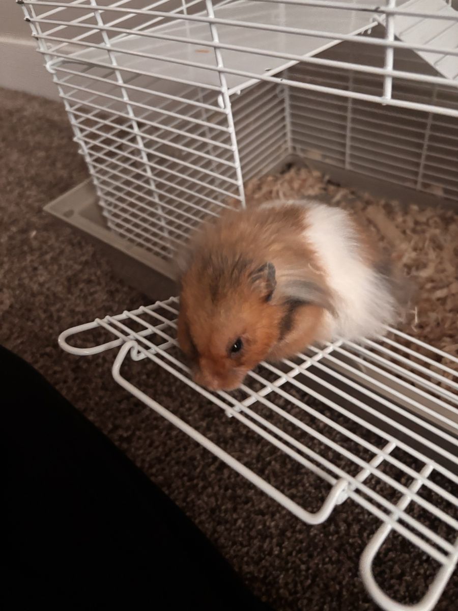 Free!! hamster for sale 