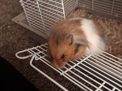 Free!! hamster for sale