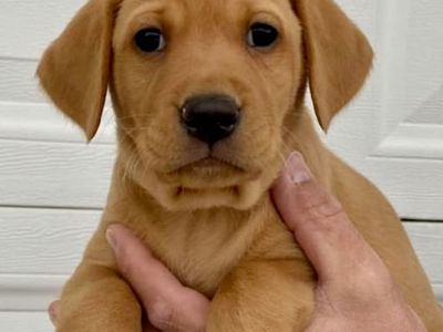8 Week Old Akc Red Fox Lab Puppies
