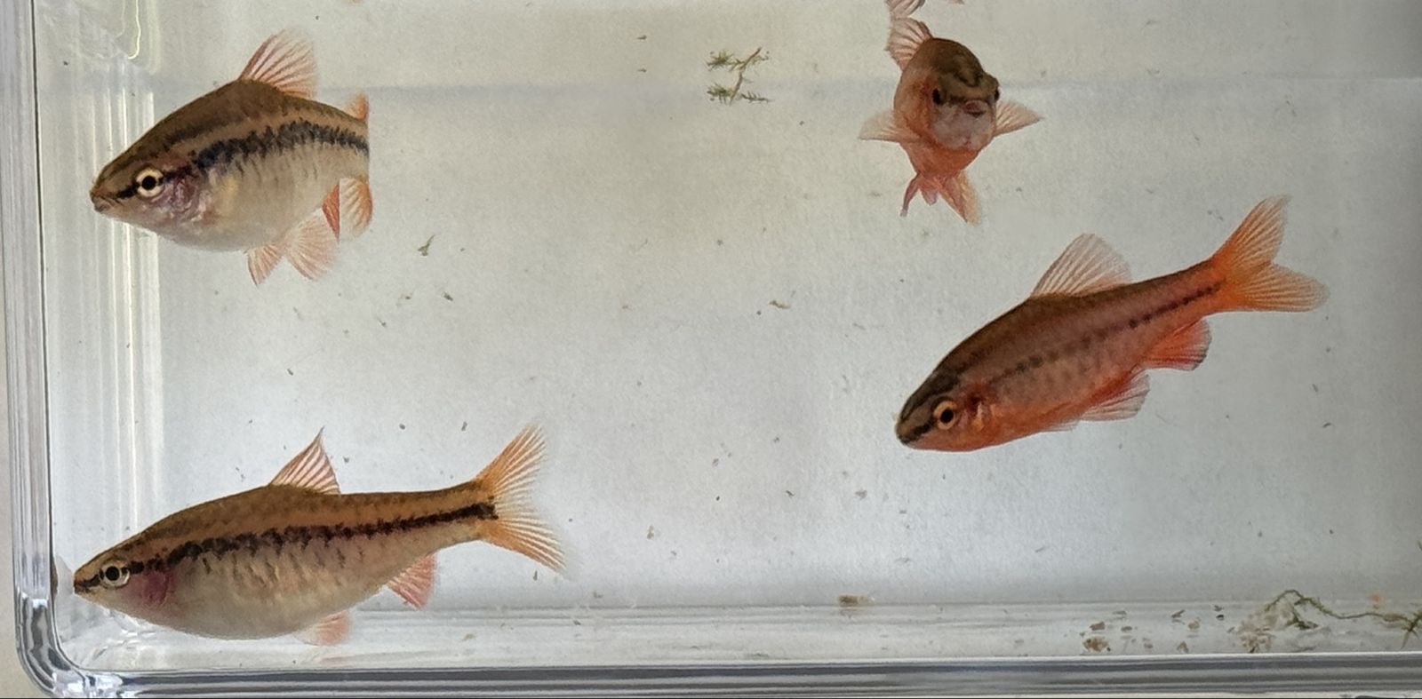Cherry Barbs Tropical Freshwater Fish - Set of 4