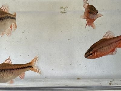 Cherry Barbs Tropical Freshwater Fish - Set of 4