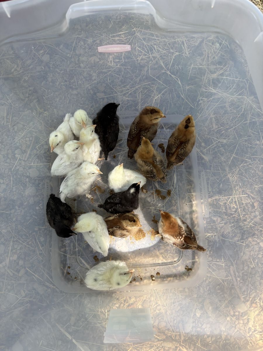 16 Barnyard Mix Chicks – 2 Weeks Old