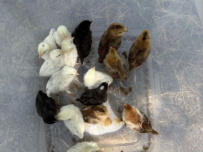 16 Barnyard Mix Chicks – 2 Weeks Old