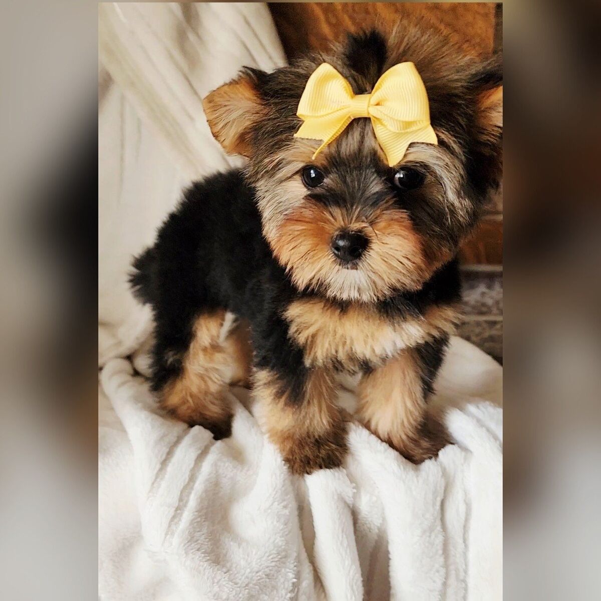 AKC TEACUP YORKIE GIRL