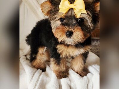AKC TEACUP YORKIE GIRL
