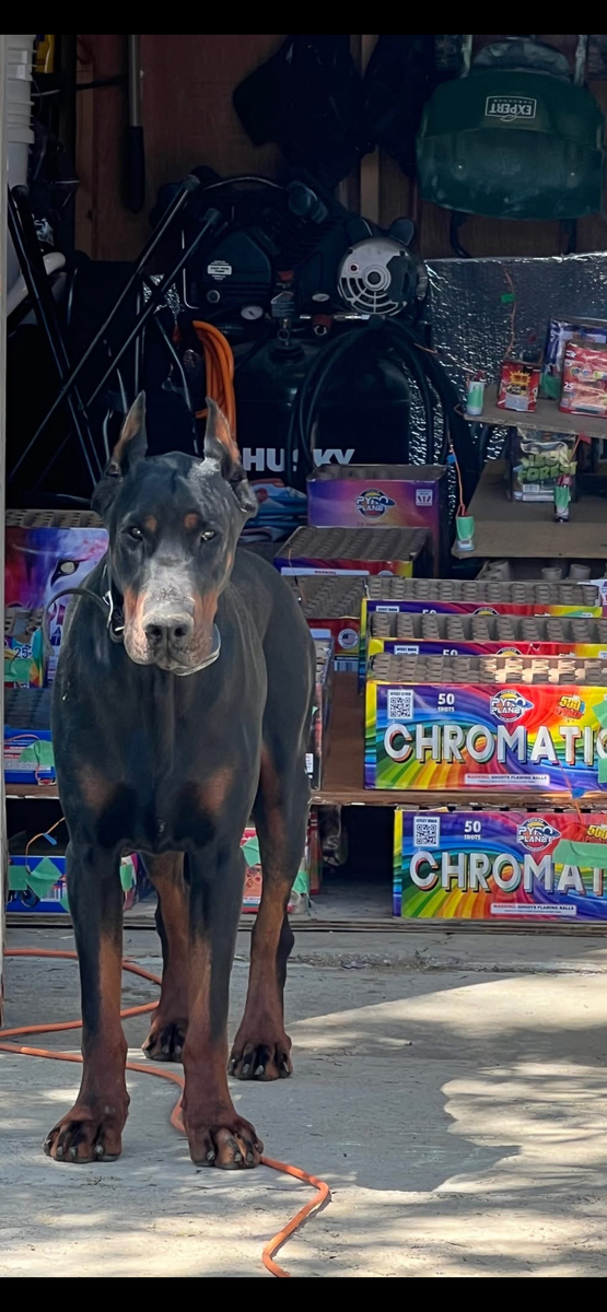 Male Doberman pinscher