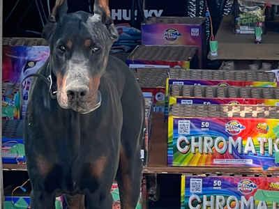 Male Doberman pinscher